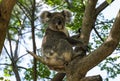 Close Ã¢â¬â up of a Koala ( Phascolarctos cinereus) Royalty Free Stock Photo